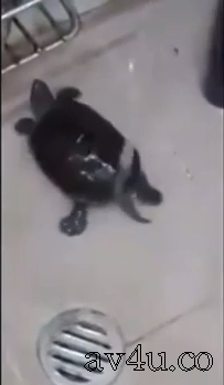 烏龜跳妞妞舞