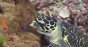 海蛇和海龜 - 安達曼海的珊瑚礁生活