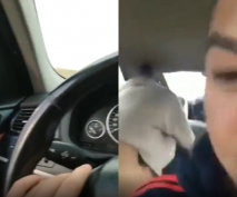 這才是真正的車震 爽不爽 爽 老公開著車 聽著悅耳的啪啪啪打樁聲 心裡別說有多美